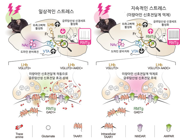일상적인 스트레스와 지속적인 스트레스 상황에서의 외측고삐핵 미량아민 신호전달계 작용기전