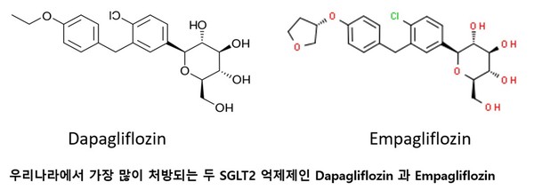 SGLT-2 억제제 계열