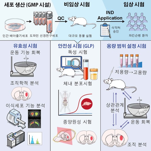 연구 전반, GMP 시설에서 임상용 배아줄기세포로부터 임상 등급의 중뇌 특이적 도파민 신경전구세포를 생산(분화)했다.