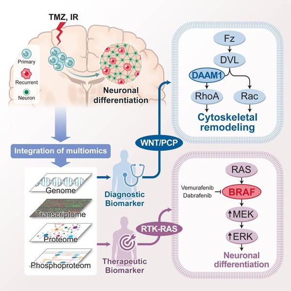 악성 뇌종양 교모세포종의 원발 암-재발 암 암 단백 유전체 분석을 통해 항암표준치료 이후 재발 진화과정을 규명했으며, WNT/PCP의 진단 바이오마커 발굴과 BRAF 단백체에 대한 신규 표적 가능성을 제시했다.