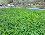 새순의 항염증 효과, 과학적 입증