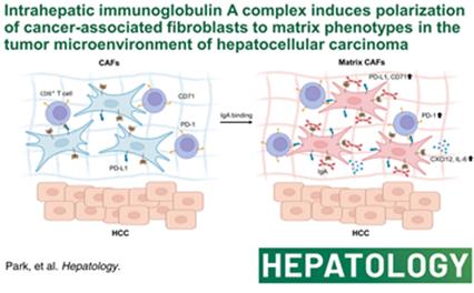 가톨릭대학교 서울성모병원 성필수 교수팀은 간내 축적된 면역글로불린 A가 암연관섬유아세포에 결합하여 표현형을 변화시키고 T 세포의 기능을 약화시킨다는 것을 처음으로 규명하였다.