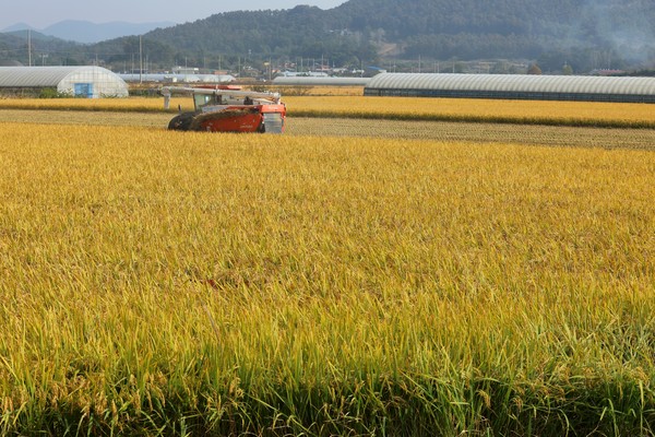 농식품부, 하계 전략작물직불금 추가 신청 접수... 7월 31일까지 연장 / 사진 = 연합뉴스