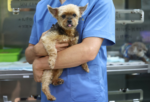 키자니아 서울에 '반려동물 케어센터' 오픈... 어린이 수의사 체험 시작 / 사진 = 연합뉴스