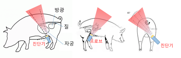 농촌진흥청, 세계 최초 AI 돼지 임신 판정 기술 개발 / 사진=농촌진흥청 제공