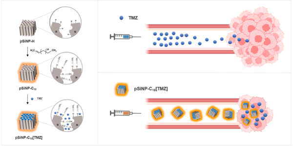  (사진) 왼쪽: 다공성 실리콘 나노입자의 표면 개질 후 테모졸로마이드를 탑재한 뇌종양 치료제 모식도, 오른쪽: 기존 항암제(TMZ)와 엔테라퓨틱스 개발 나노입자 탑재 TMZ간의 뇌종양 치료 효능과 약물 응집 차이에 대한 모식도