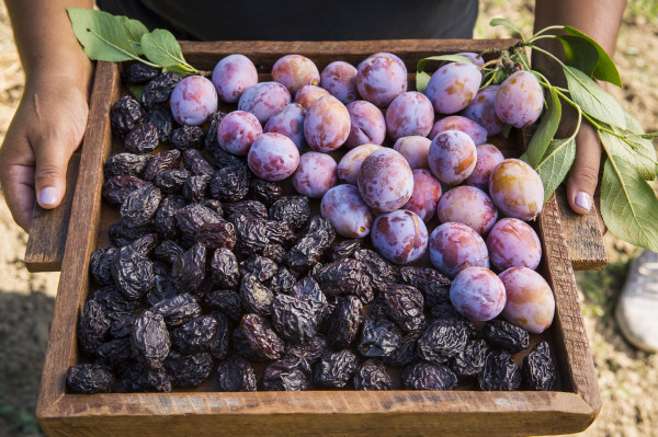 매일 푸룬 100g 섭취 시 복부 지방 분포 변화 예방해 심장 건강에 효과