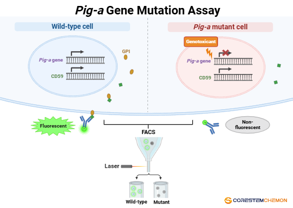 코아스템켐온 ‘Pig-a 유전자 돌연변이 시험’ 식약처 GLP 인증 획득
