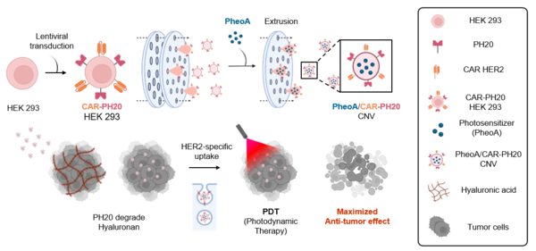 CAR-T 세포 유래 나노베지클을 활용한 암 치료 전략 키메라 항원 수용체(CAR)와 히알루로니다제(PH20)가 결합된 나노베지클(CNV)의 암 치료 전략 모식도. CAR-PH20 CNV는 암 조직 내부로 약물이 잘 전달될 수 있도록 돕고, 암세포 주변 환경을 변화시켜 치료 효과를 극대화하는 역할을 한다. 이를 통해 기존 치료법의 한계를 극복하고, 더 정밀하고 효과적인 암 치료 전략을 제시한다