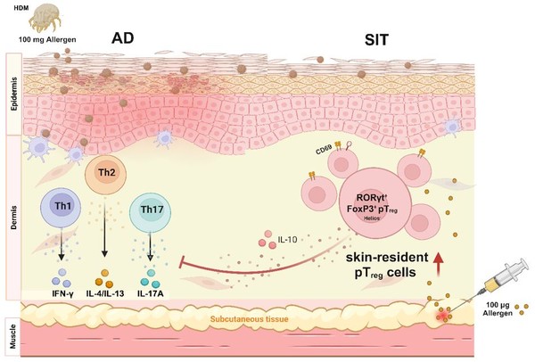 특정 조절 T세포가 병원성 면역세포 활동 억제