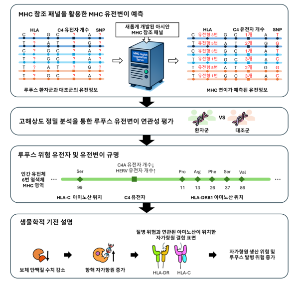  MHC 유전자 분석 도구 개발