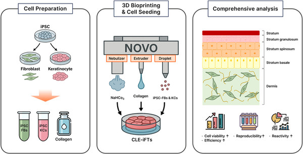 3D바이오프린팅 기반 유도만능줄기세포(iPSCs) 전층 인공피부(CLE-iFTs) 제작